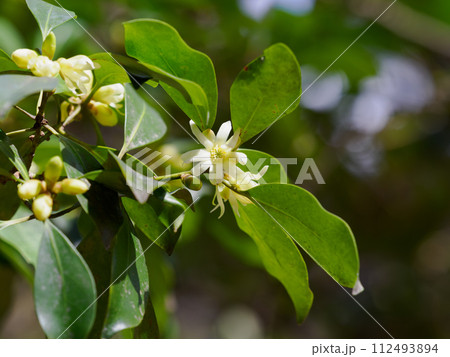 春に咲くシキミの花 春に咲くシキミの花 112493894