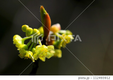 クロモジ クロモジ 112493912