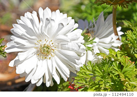 アネモネ 112494110