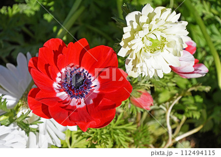 アネモネ アネモネ 112494115