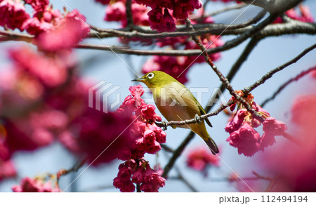 寒緋桜とメジロ 112494194