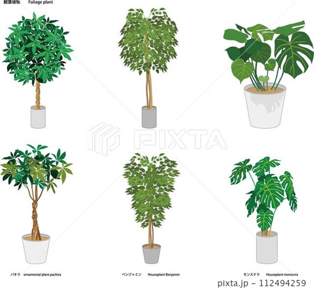 観葉植物　パキラ　ベンジャミン　モンステラ 112494259
