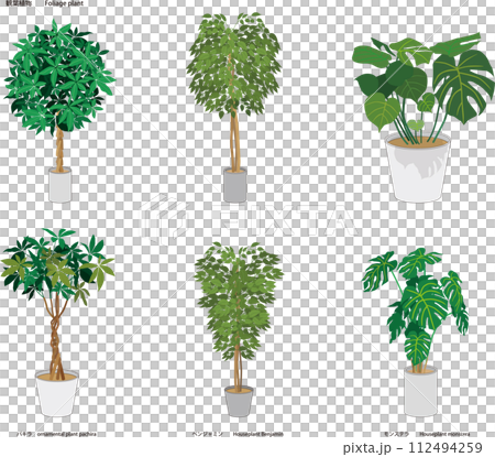 観葉植物　パキラ　ベンジャミン　モンステラ 112494259