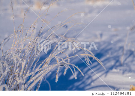 【冬素材】ススキについた霧氷【長野県】 112494291