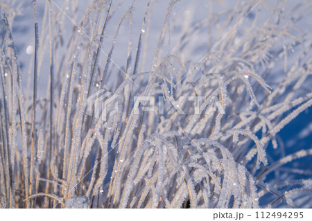 【冬素材】ススキについた霧氷【長野県】 112494295