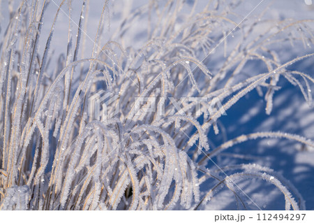 【冬素材】ススキについた霧氷【長野県】 【冬素材】ススキについた霧氷【長野県】 112494297