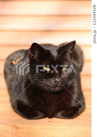 毛呂山町の里山で幸せに暮らす落ち葉を付けた黒猫の光景 112494326