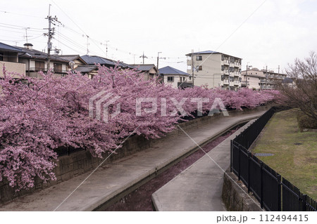 京都伏見 淀水路の河津桜 京都伏見 淀水路の河津桜 112494415