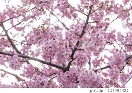 京都伏見 淀水路の河津桜 京都伏見 淀水路の河津桜 112494423