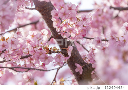 京都伏見 淀水路の河津桜 京都伏見 淀水路の河津桜 112494424