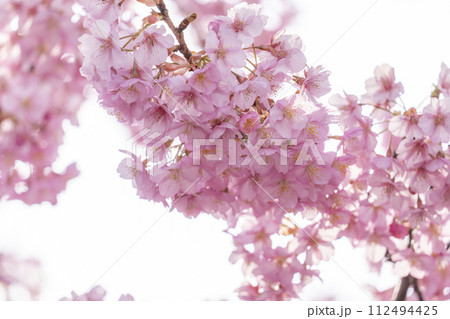 京都伏見 淀水路の河津桜 京都伏見 淀水路の河津桜 112494425