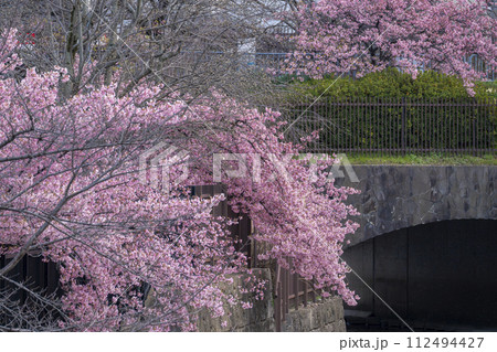 京都伏見 淀水路の河津桜 京都伏見 淀水路の河津桜 112494427