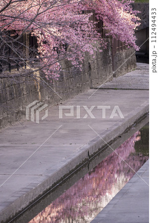京都伏見 淀水路の河津桜 京都伏見 淀水路の河津桜 112494433