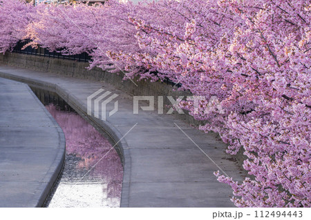 京都伏見　淀水路の河津桜 112494443
