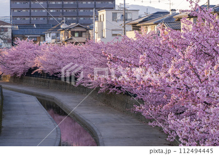 京都伏見　淀水路の河津桜 112494445