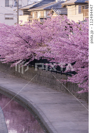 京都伏見 淀水路の河津桜 京都伏見 淀水路の河津桜 112494447