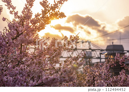 京都伏見 淀水路の河津桜 京都伏見 淀水路の河津桜 112494452