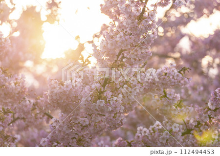 京都伏見　淀水路の河津桜 112494453