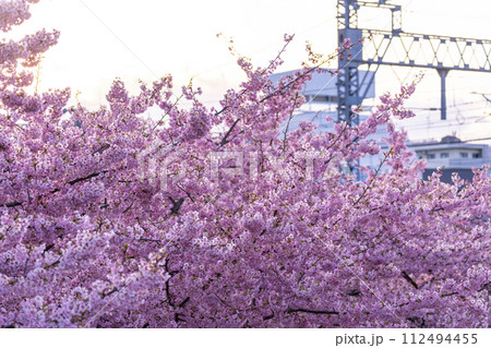 京都伏見 淀水路の河津桜 京都伏見 淀水路の河津桜 112494455