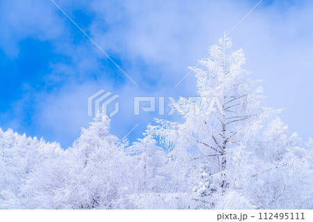 【霧氷素材】白と青の世界・霧氷と青空【長野県】 112495111