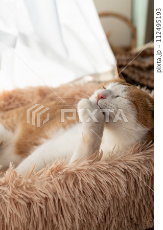 毛繕いをする猫 茶トラ白 毛繕いをする猫 茶トラ白 112495193