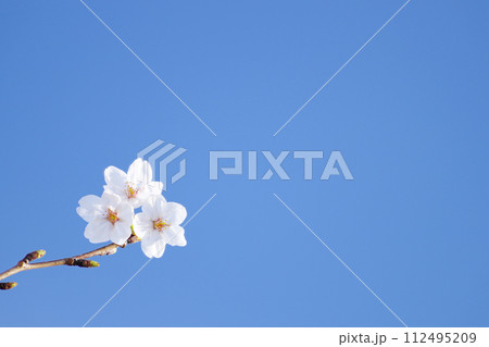 青空と桜の花 112495209