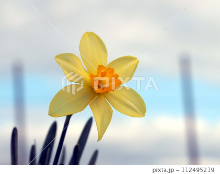 黄色い水仙の花のクローズアップ（春空とラッパスイセン） 112495219