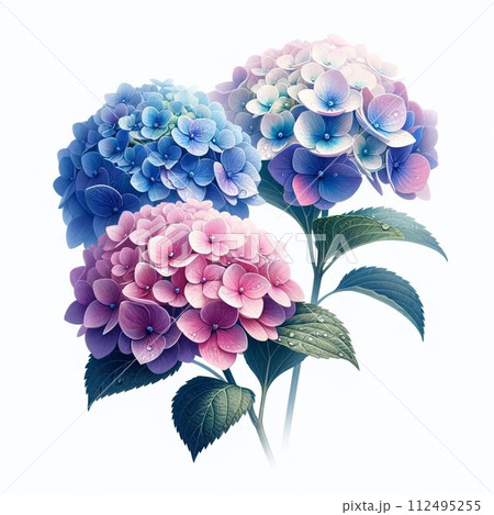 梅雨のアジサイ 梅雨のアジサイ 112495255