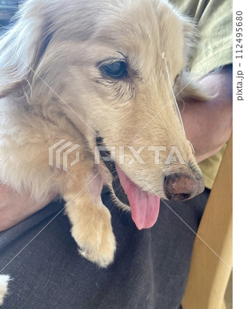 入院中の犬と面会　鼻チューブを入れているミニチュアダックス 112495680