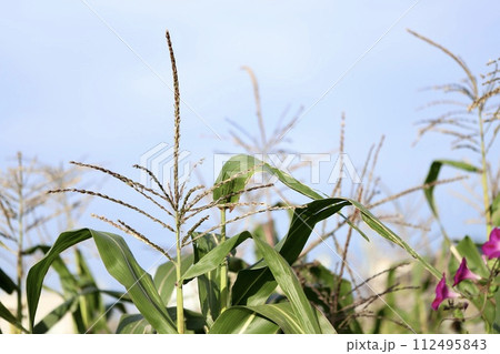 トウモロコシの穂先 トウモロコシ畑 トウモロコシの穂先 トウモロコシ畑 112495843