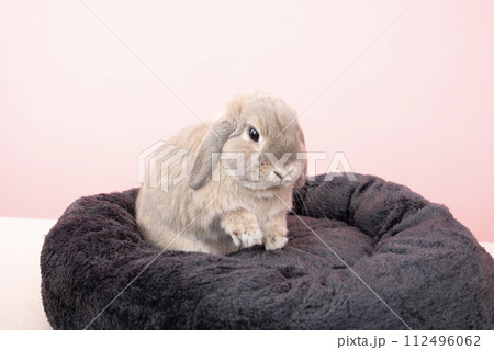 ピンクバックと黒いベッドに入ったウサギのモフ 112496062