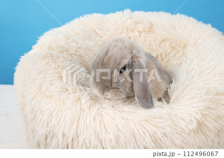 ブルーバックと白いベッドに入ったウサギのモフ 112496067