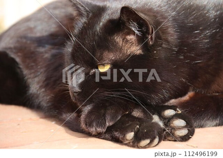 毛呂山町の里山で肉球を見せて日向ぼっこしている可愛い黒猫 112496199