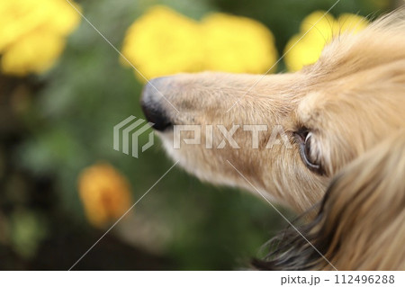 黄色の花とハイシニアのミニチュアダックス 112496288