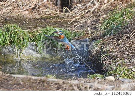 カワセミがエサを獲って飛び出したところ。 112496369