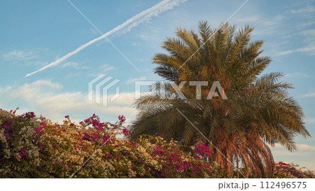 Palm tree and flowering bush on sky background with clouds 112496575