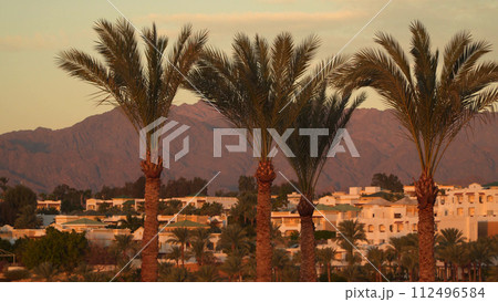 Palm trees with the Sinai Mountains in the background. 112496584