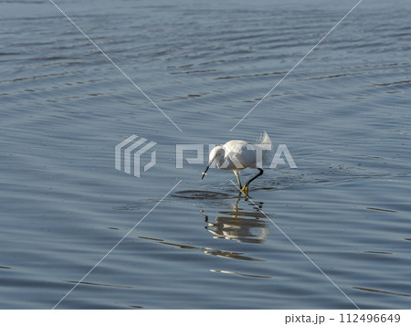 小魚を捕まえたコサギ 112496649