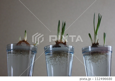 クロッカス ✿◦*+:*‥crocus‥*:+*◦✿ クロッカス ✿◦*+:*‥crocus‥*:+*◦✿ 112496680