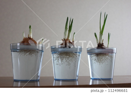 クロッカス　　　　　　✿◦*+:＊‥crocus‥＊:+*◦✿ 112496681