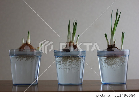 クロッカス　　　　　　✿◦*+:＊‥crocus‥＊:+*◦✿ 112496684