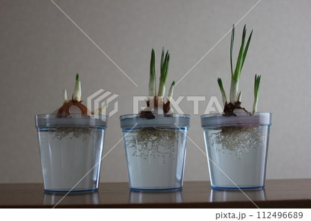 クロッカス ✿◦*+:*‥crocus‥*:+*◦✿ クロッカス ✿◦*+:*‥crocus‥*:+*◦✿ 112496689