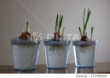 クロッカス　　　　　　✿◦*+:＊‥crocus‥＊:+*◦✿ 112496693