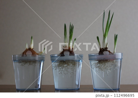 クロッカス　　　　　　✿◦*+:＊‥crocus‥＊:+*◦✿ 112496695