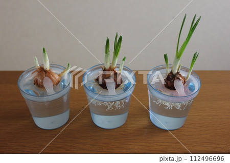 クロッカス　　　　　　✿◦*+:＊‥crocus‥＊:+*◦✿ 112496696