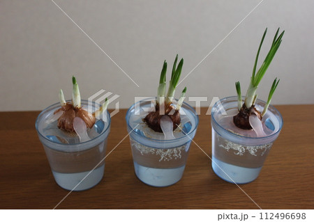 クロッカス　　　　　　✿◦*+:＊‥crocus‥＊:+*◦✿ 112496698