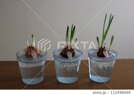 クロッカス　　　　　　✿◦*+:＊‥crocus‥＊:+*◦✿ 112496699