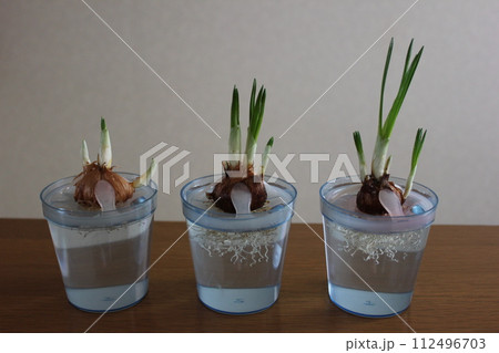 クロッカス ✿◦*+:*‥crocus‥*:+*◦✿ クロッカス ✿◦*+:*‥crocus‥*:+*◦✿ 112496703