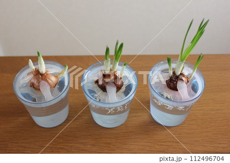 クロッカス　　　　　　✿◦*+:＊‥crocus‥＊:+*◦✿ 112496704