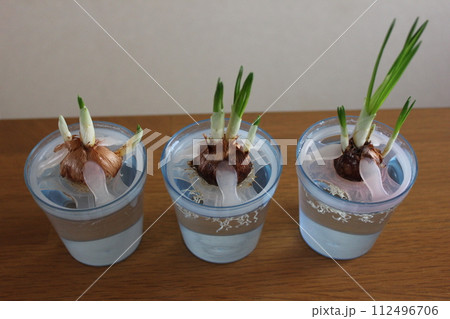 クロッカス　　　　　　✿◦*+:＊‥crocus‥＊:+*◦✿ 112496706